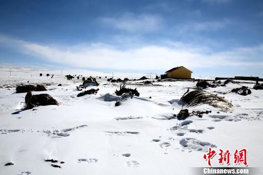 青海南部雪灾地区进入多雪时段
