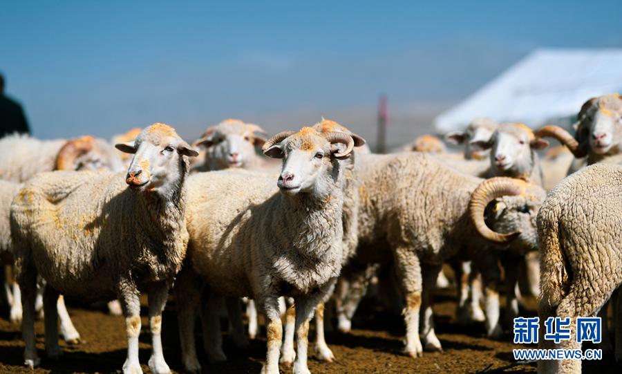 茶卡羊成致富羊群众脱贫喜洋洋