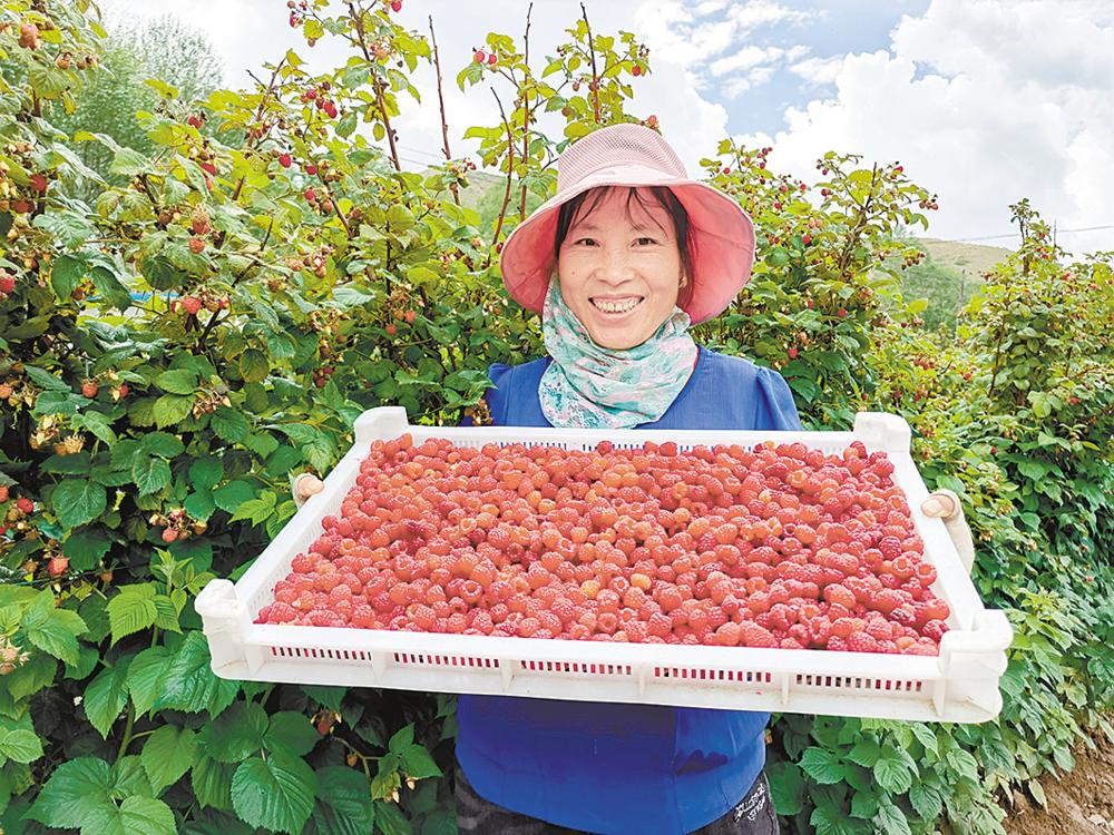 53公顷树莓进入采摘期,红彤彤的树莓缀满枝头,为农牧业发展增添了一抹