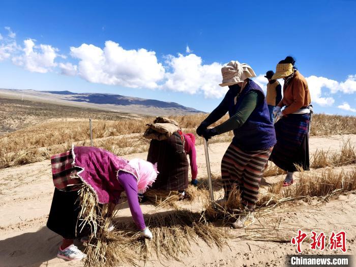 中国生态大省青海治沙40年：从“沙进人退”到“绿进沙退”