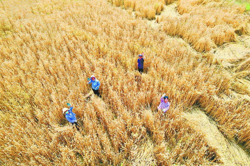 秋收正当时 "丰"景美如画 - 中国藏族网通