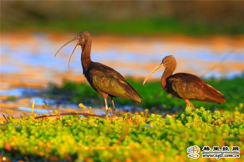 67香格里拉市首次发现国家二级重点保护鸟类彩鹮