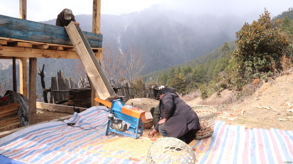 德钦县霞若乡的村民们开启新一年的劳作模式