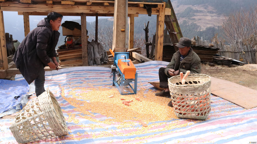 德钦县霞若乡的村民们开启新一年的劳作模式