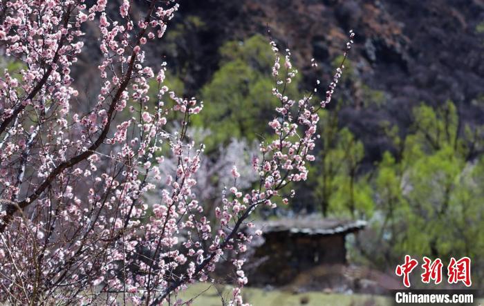 白玉县河谷间盛开的桃花。　白玉融媒 摄