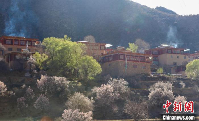 暖阳下白玉县河坡镇正在盛开的桃花与藏式民居。　白玉融媒 摄