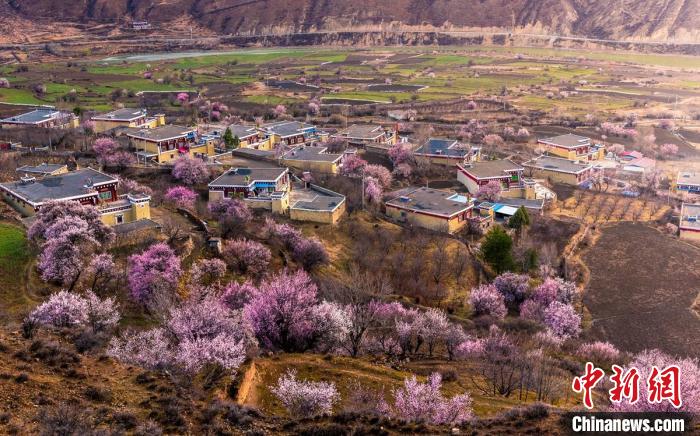道孚正在盛开的杏花与藏式民居。　苏锐 摄