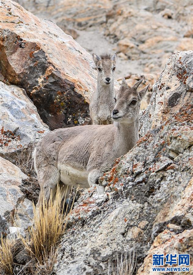 珠峰自然保护区内的岩羊(5月7日摄).