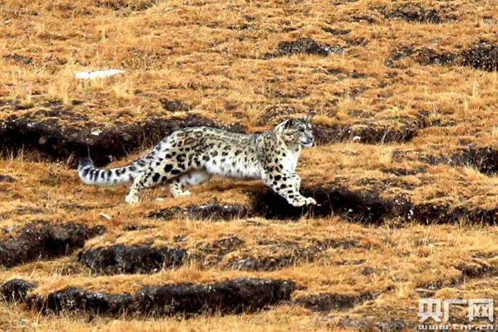 雪豹捕食岩羊珍贵画面