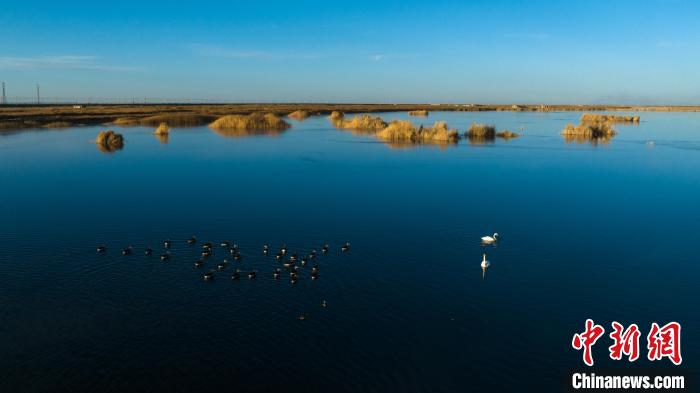 天鹅等多种野生鸟类“抵达”青海格尔木湿地越冬