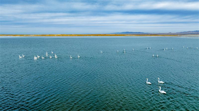 天鹅在湖面上嬉戏玩耍。宋忠勇摄
