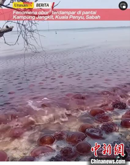 从27日起,马来西亚社交媒体广泛传播数量庞大的水母群极为密集出现在