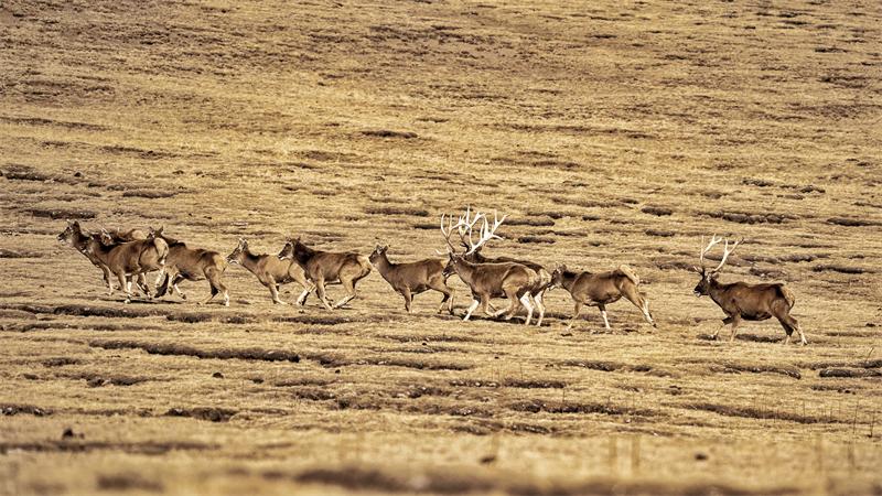 成群的白唇鹿在山地间奔跑。宋忠勇摄
