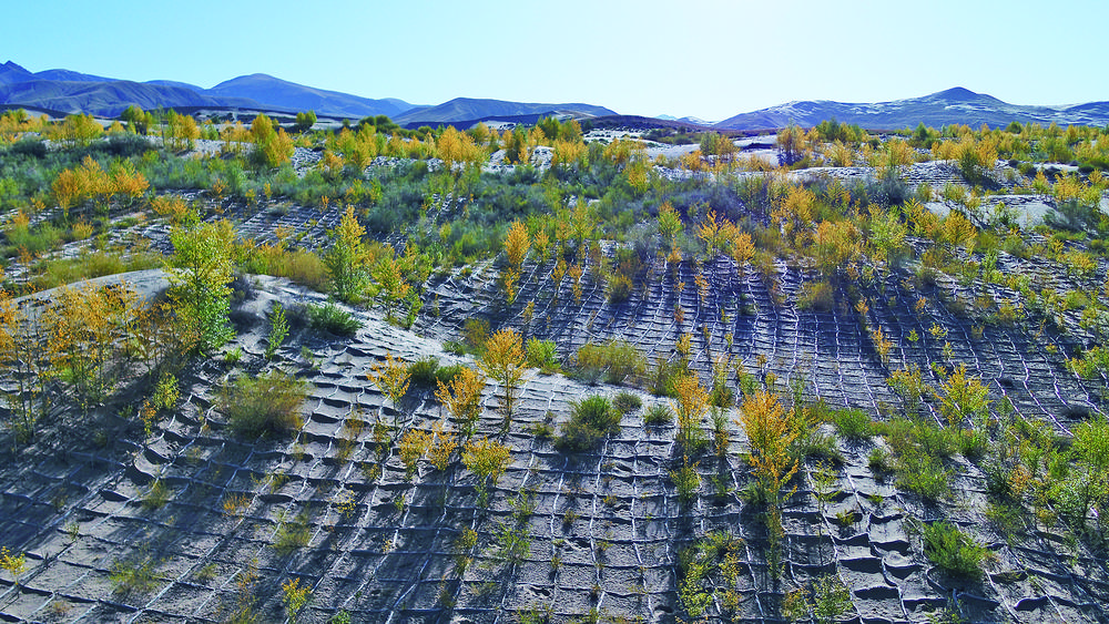 乌兰县林草局供图苦干只为一片绿.