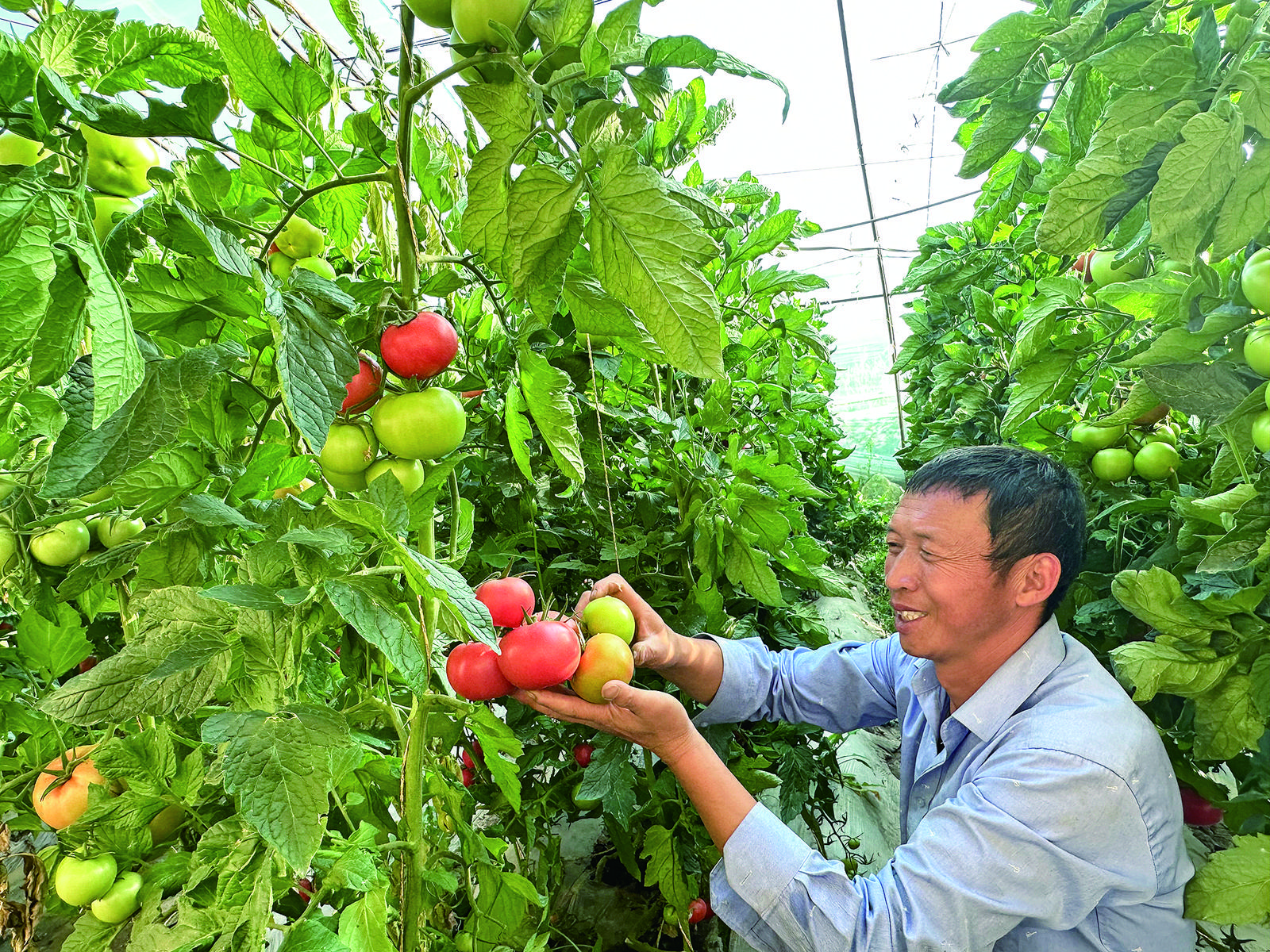 蔬菜大棚好丰景
