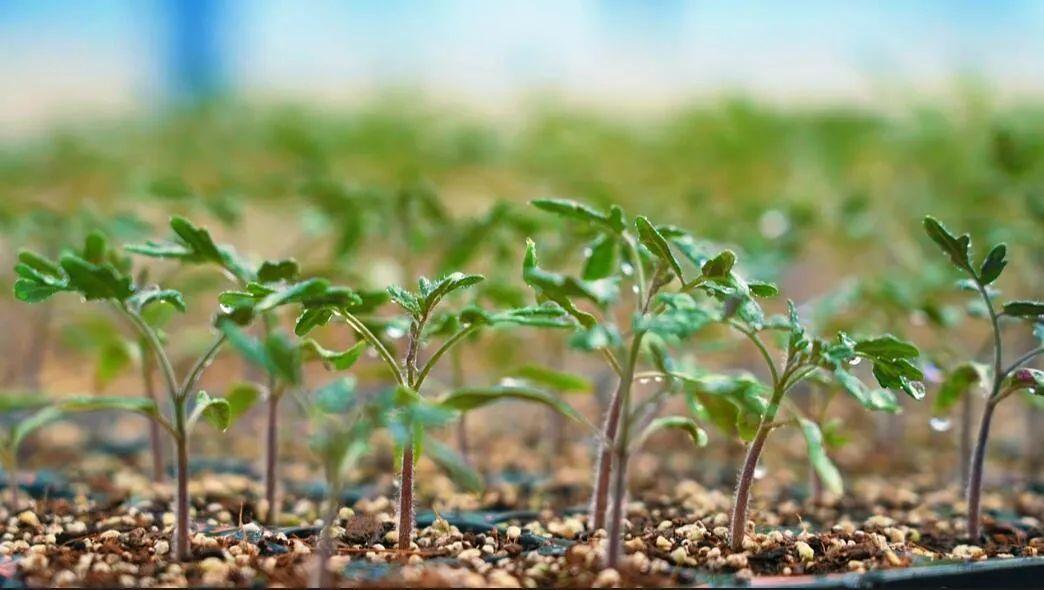 "植物工厂"里的育苗.万李摄