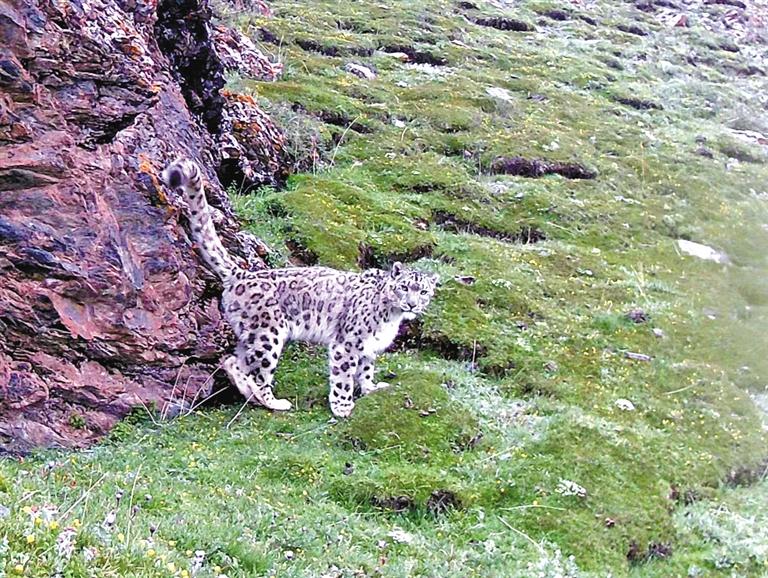 守护雪豹,共建人与自然和谐共生美丽家园-中国藏族网通