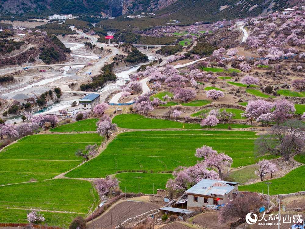 西藏嘉黎：藏北高原桃花开出致富好“钱”景