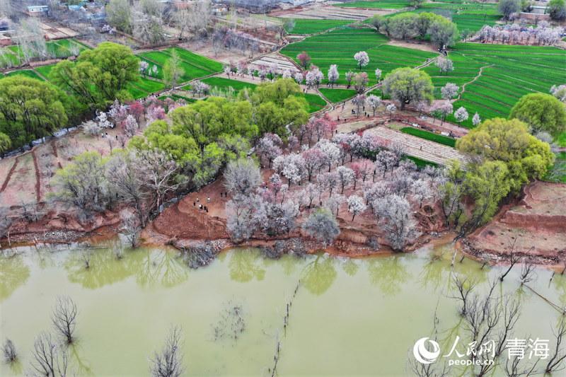 青海循化冬麦吐新绿十里杏花香