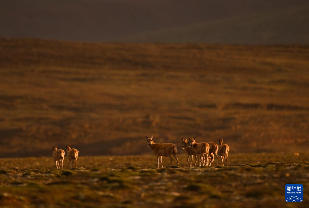 上万只藏羚羊聚集在可可西里卓乃湖产仔