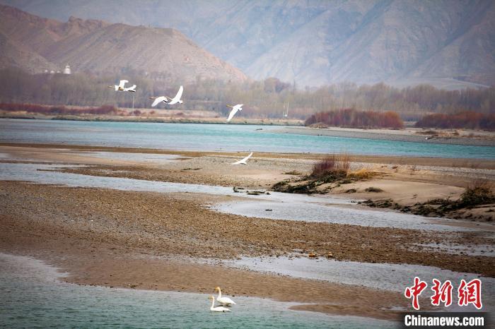 数百只白天鹅在青海贵德黄河湿地嬉戏